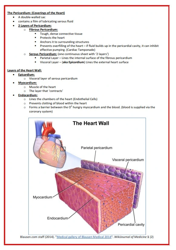 Cardiovascular-Notes-1