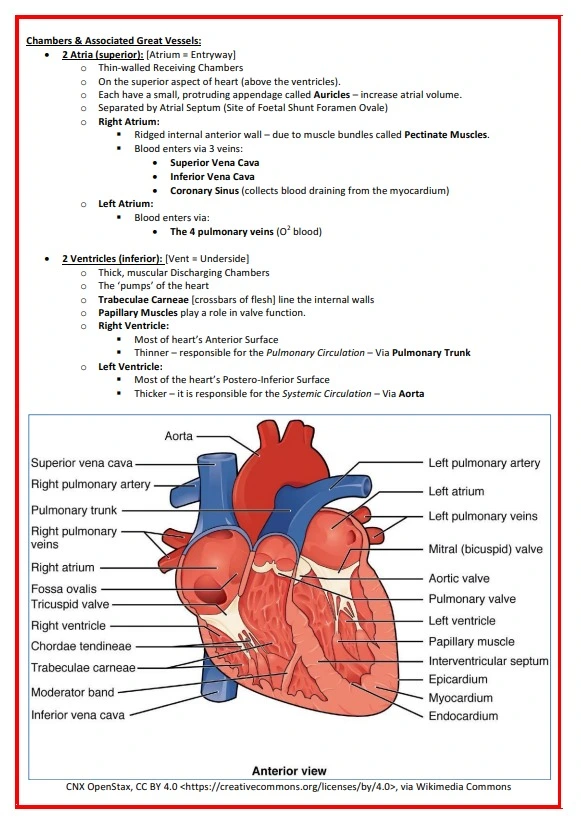 Cardiovascular-Notes-1