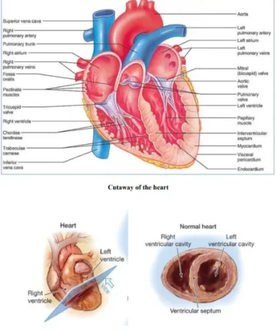 Clinical Investigations Medicalbundlenotes.com