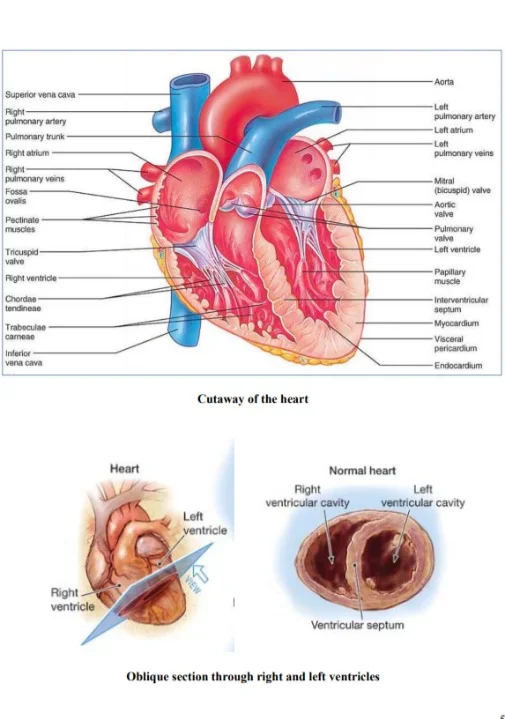 Clinical Investigations Medicalbundlenotes.com