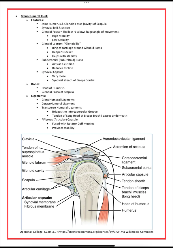 The Musculoskeletal System Medical bundle notes