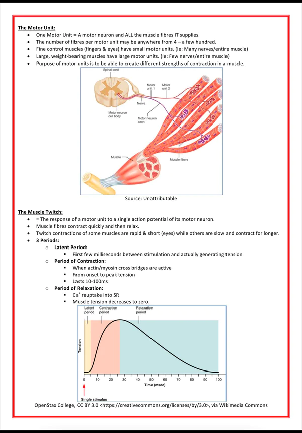 The Musculoskeletal System Medical bundle notes