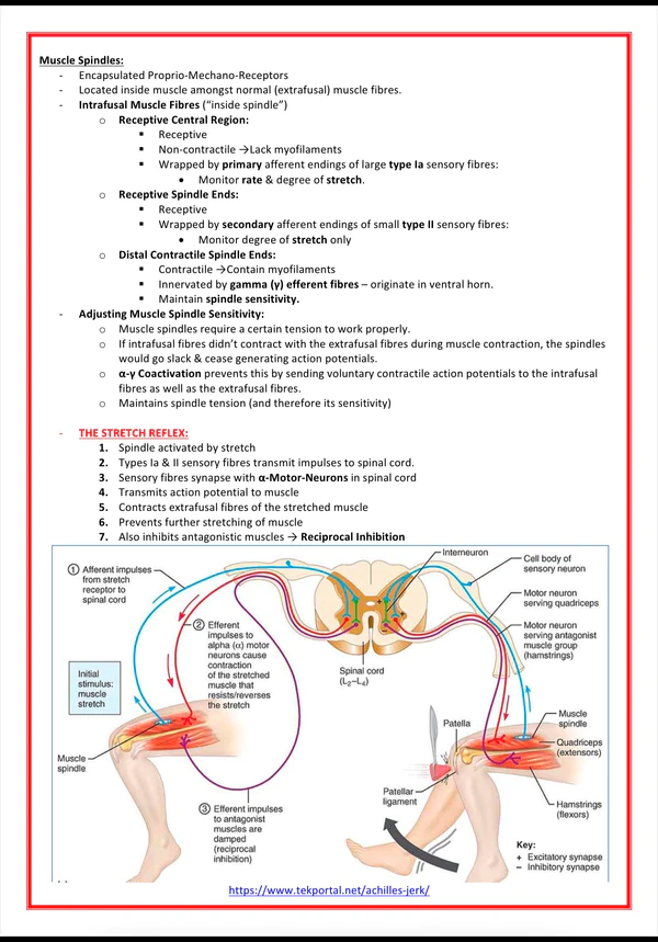 The Musculoskeletal System Medical bundle notes