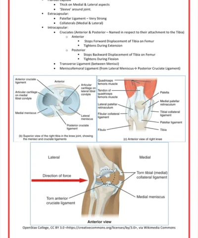 The Musculoskeletal System Medical bundle notes
