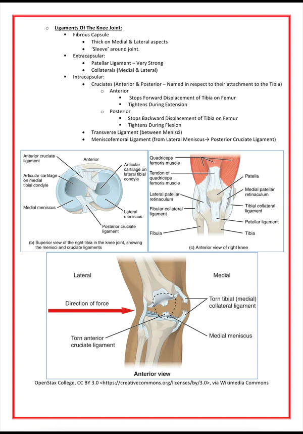 The Musculoskeletal System Medical bundle notes