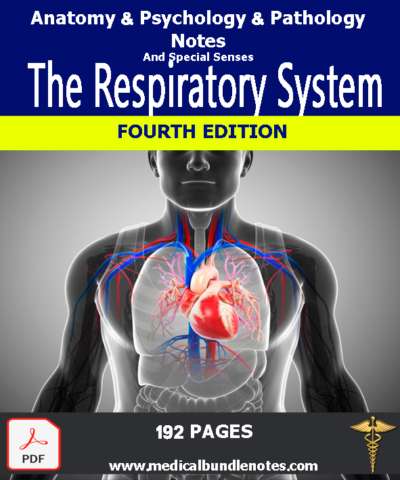 The Respiratory System