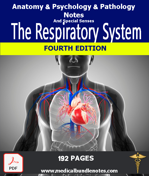 The Respiratory System