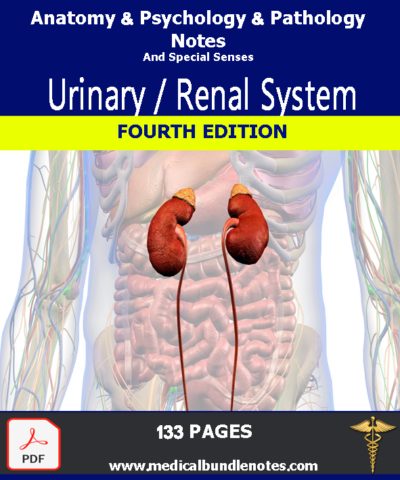 Urinary / Renal System