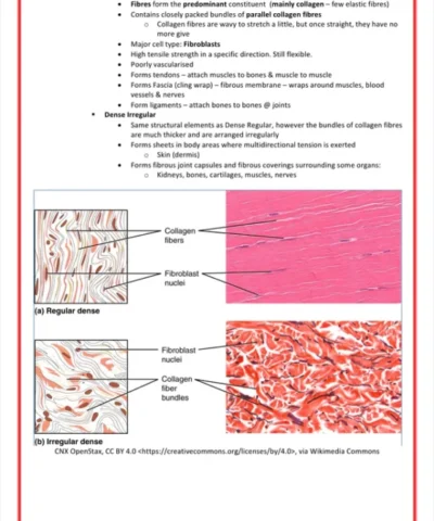 cellular biology biochemistry medicalbundlenotes