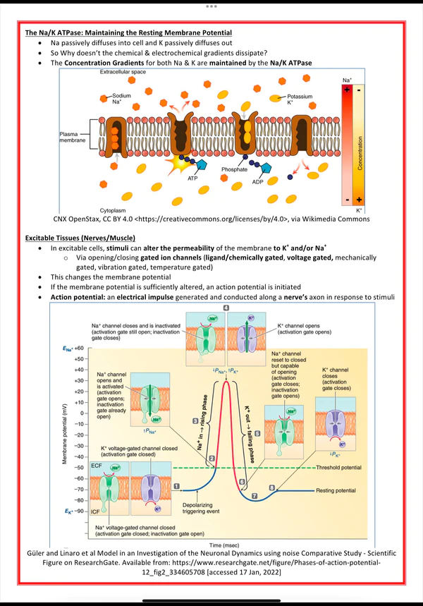 cellular biology biochemistry medicalbundlenotes