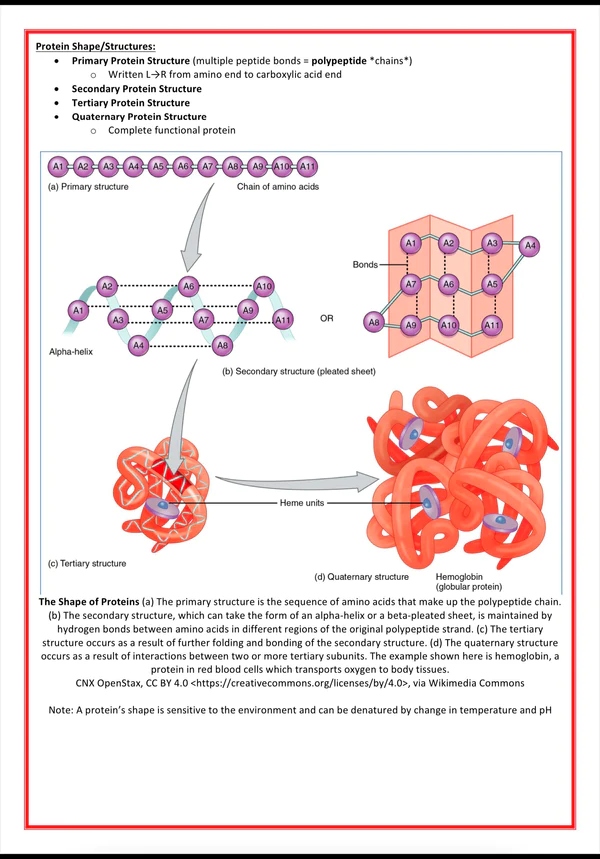 cellular biology biochemistry medicalbundlenotes