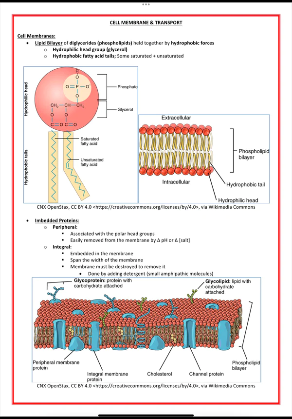 cellular biology biochemistry medicalbundlenotes