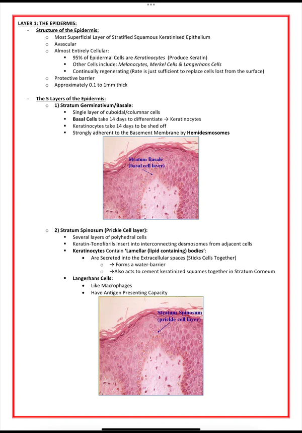 Dermatology Notes