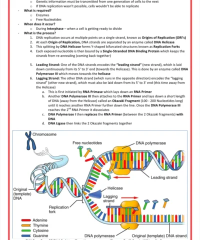 genetics-cancer- medicalbundlenotes