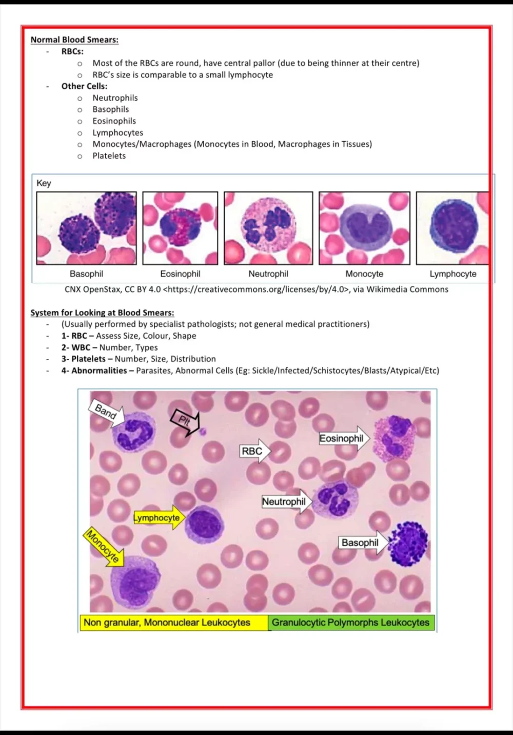 haematology notes