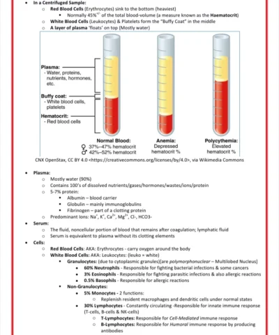 haematology notes