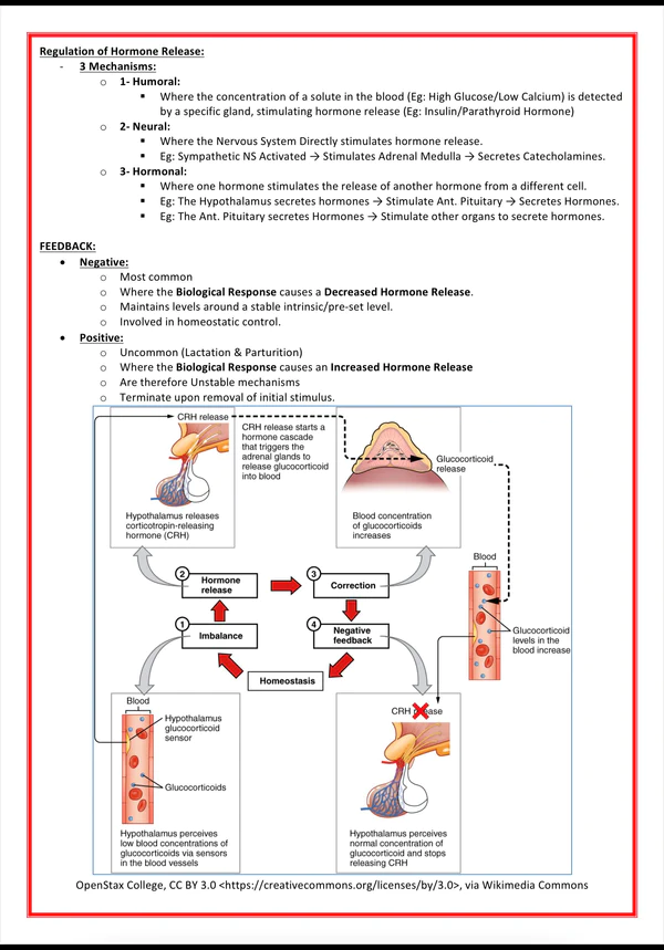 the-endocrine-system-medicalbundlenotes