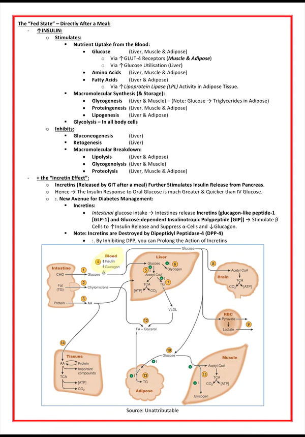 the-endocrine-system-medicalbundlenotes