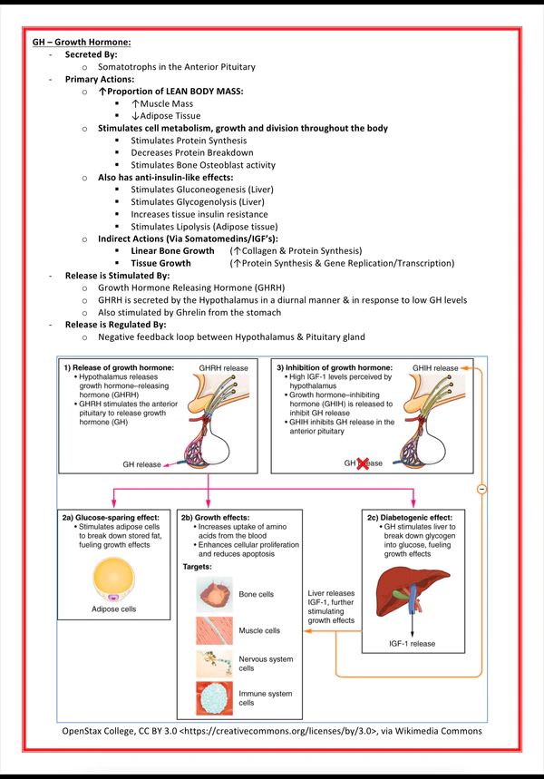 the-endocrine-system-medicalbundlenotes