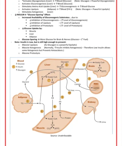the-endocrine-system-medicalbundlenotes