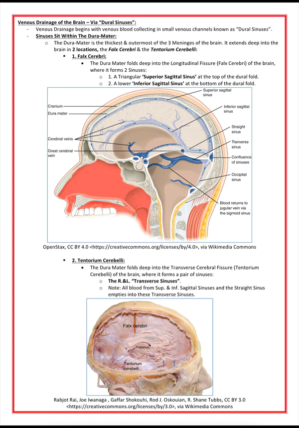 the-nervous-system