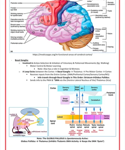 the-nervous-system
