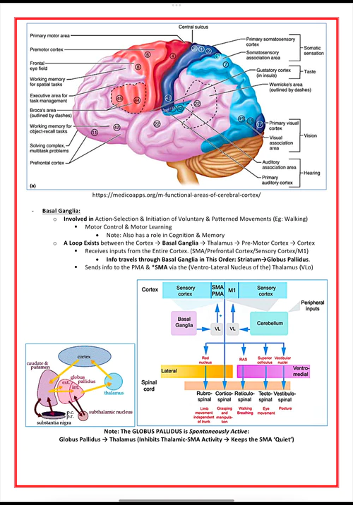 the-nervous-system