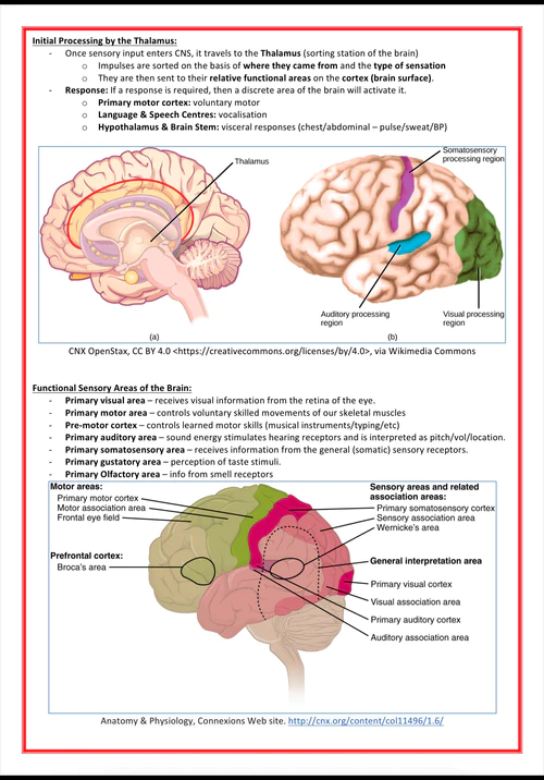 the-nervous-system