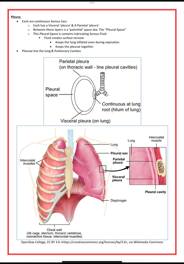 the respiratory system medical bundle notes