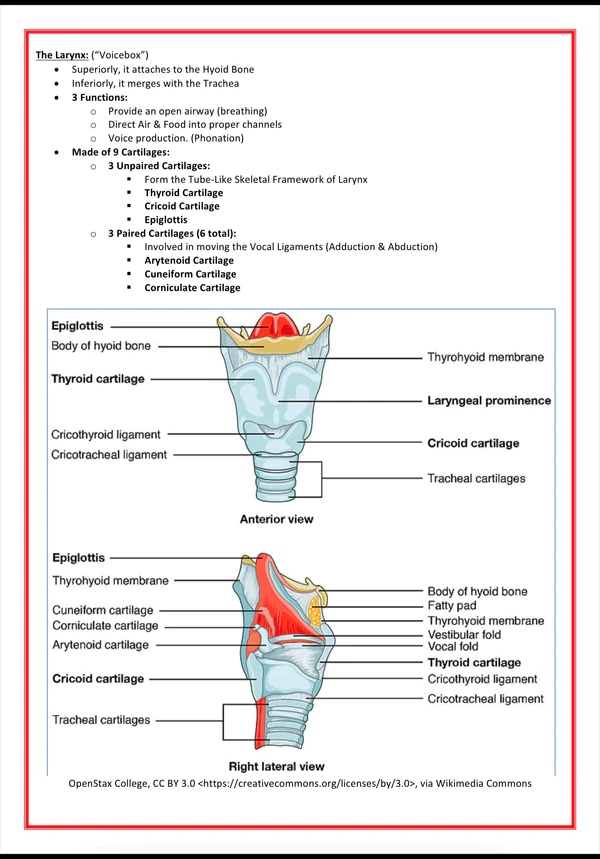 the respiratory system medical bundle notes