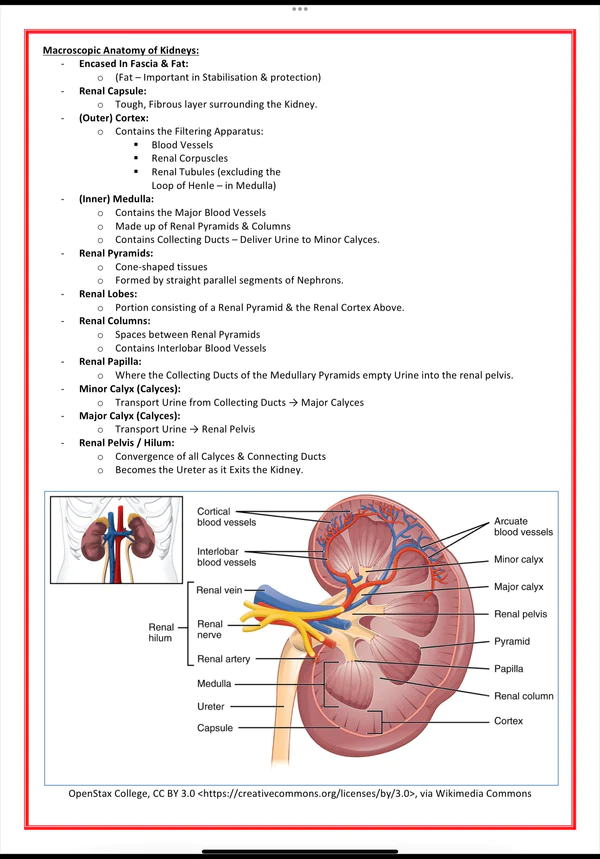 urinary-renal-system-medicalbundlenotes