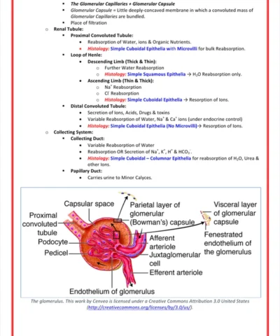 urinary-renal-system-medicalbundlenotes