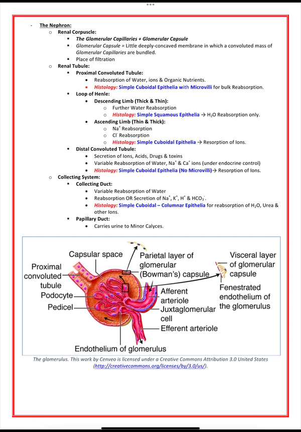 urinary-renal-system-medicalbundlenotes