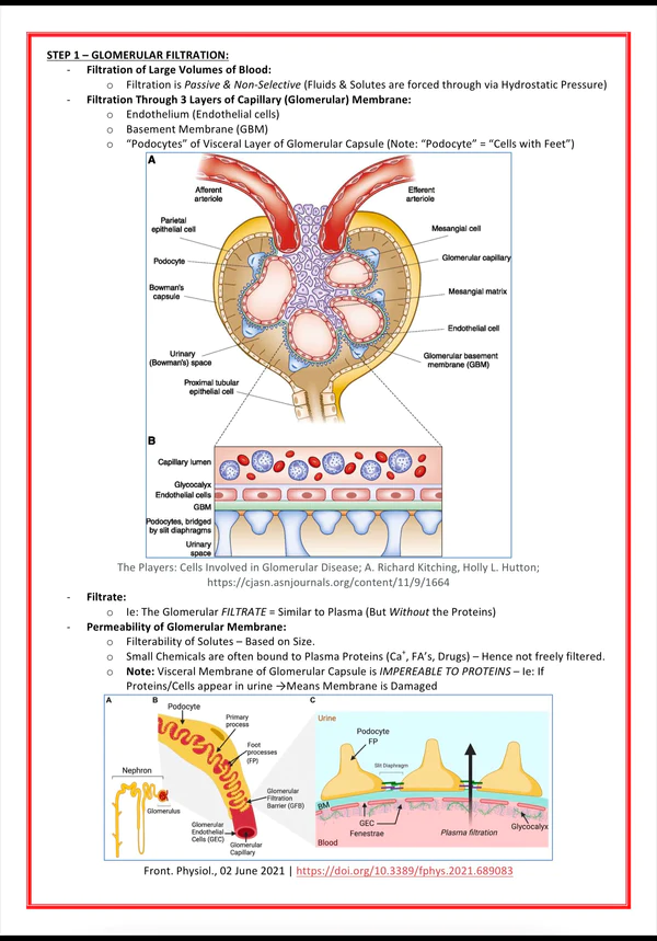 urinary-renal-system-medicalbundlenotes